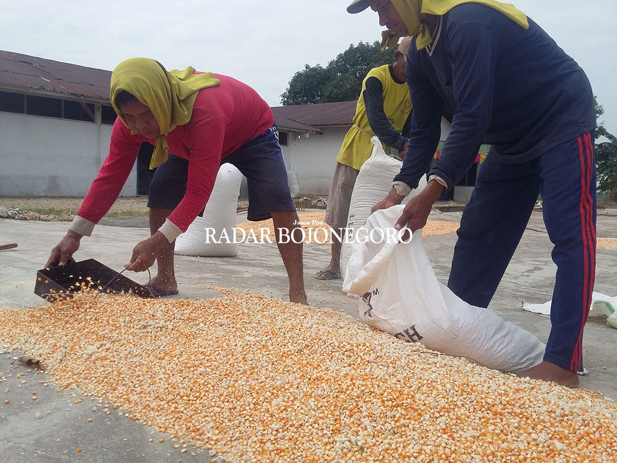 Harga Jagung Naik Petani Diuntungkan Harga Jagung Naik Petani Diuntungkan