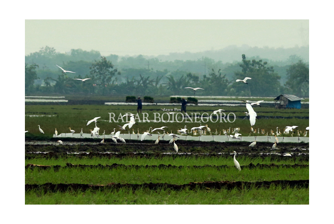 Petani Diuntungkan Burung Bangau