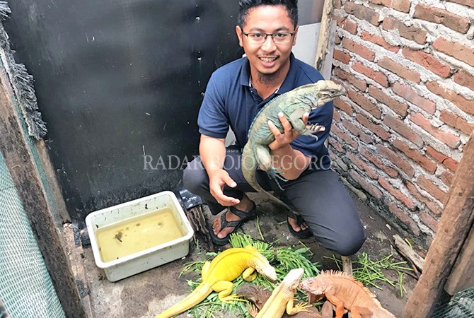 Peternak Iguana Lamongan Miliknya Bisa Laku Puluhan Juta Di Thailand