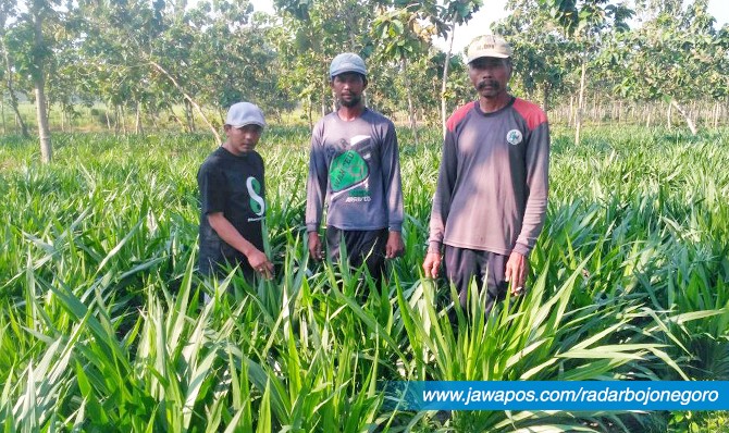 100 Gambar Rumput Gajah Odot Terlihat Keren 100 Gambar Rumput Gajah Odot Terlihat Keren