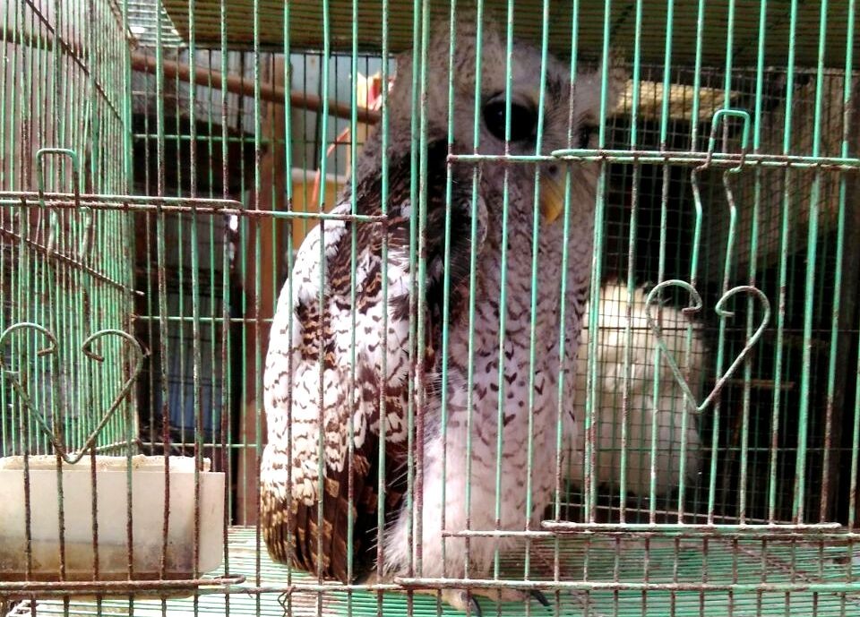 Apa Saja Satwa Langka Yang Dijual Di Setonobetek