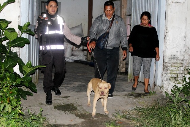 Sarju Digigit Anjing