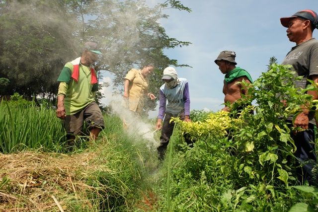 Lawan Tikus Dengan Dinamit Belerang Lawan Tikus Dengan Dinamit Belerang