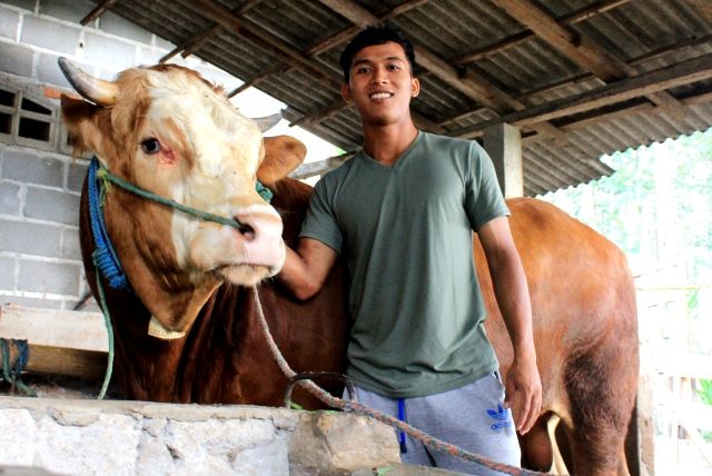 M Khanafi Kapten Persedikab Yang Hobi Beternak Lembu