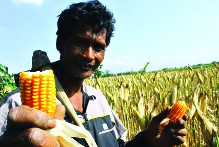 Panen Keluhkan Harga Jagung Yang Merosot