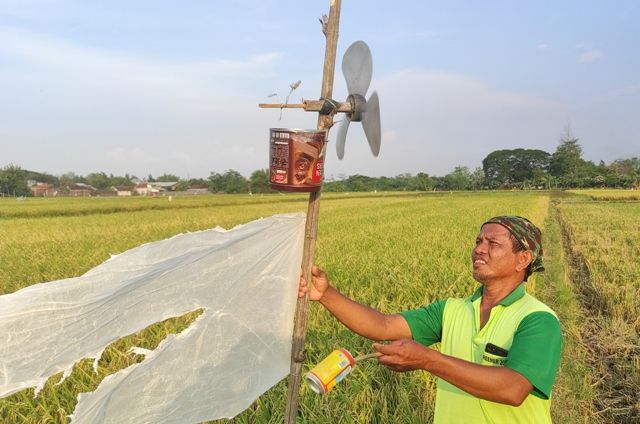 Burung Emprit Jadi Ancaman Padi Petani Burung Emprit Jadi Ancaman Padi Petani