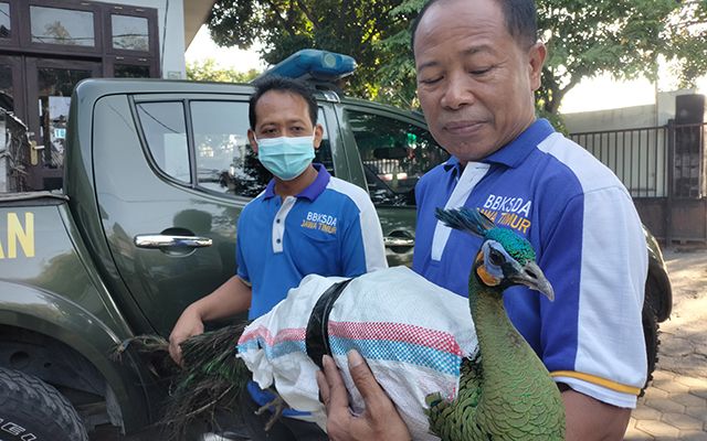 1010+ Gambar Burung Merak Asli Gratis