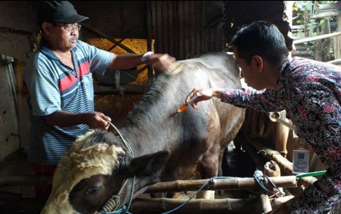 Hewan Ternak Di Kota Mojokerto Terserang Penyakit Cacingan