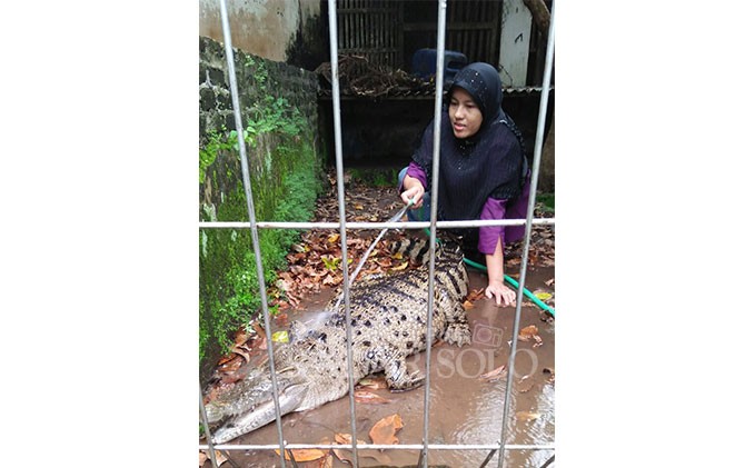 Rawat Hewan Buas Anakan Lebih Mudah