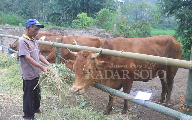 Kandang Kamunal Maksimal 2 Km Dari Shelter
