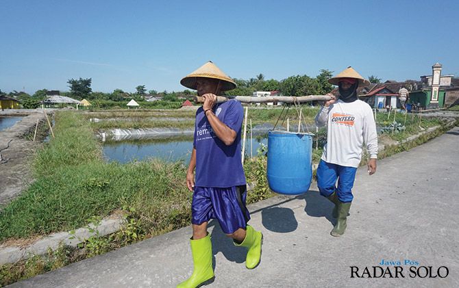 Alamat Jual Bibit Ikan Nila Di Mojokerto - Bibit Ikan
