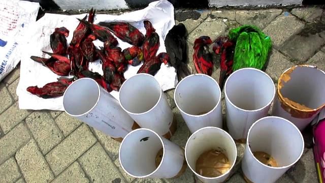 106 Burung Langka Diselundupkan Dalam Pipa Paralon