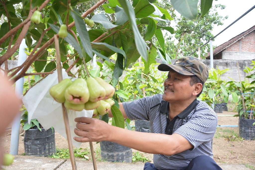 Coba Budidaya Agar Tidak Jenuh Perkilo Mampu Tembus Rp 25 Ribu
