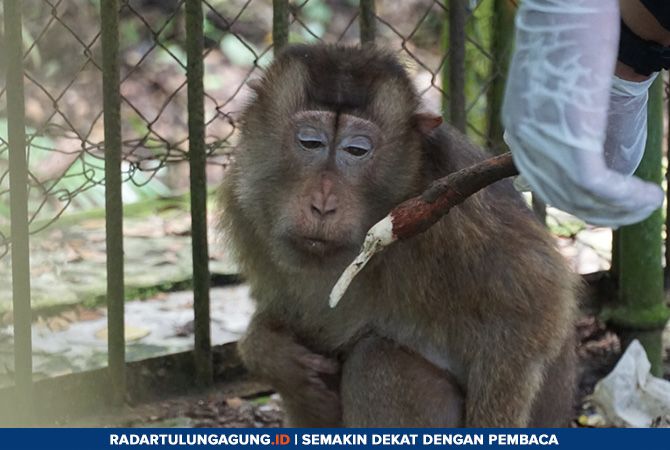 Langkah Evakuasi Beruk Dari Di Pantai Indah Popoh